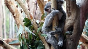 Besucherbefragung im Zoo Leipzig: Repräsentative persönliche Befragung nach dem Zoobesuch u. a. zu Herkunft und Besuchshäufigkeit, Aufmerksamkeitsquellen und Besuchsgründen, Gefallen und Zufriedenheit, Weiterempfehlungsabsicht und Wiederbesuchsbereitschaft sowie zu Rahmenbedingungen (Image, Zoomarketing, Erreichbarkeit, Ticketkauf und Preisbereitschaft)